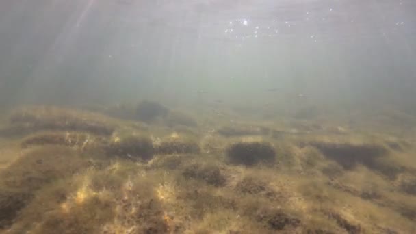 Podvodní Krajina Horské Řeky — Stock video