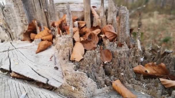 Représentants lumineux de la flore d'automne 