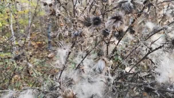 Bergwald Herbst — Stockvideo