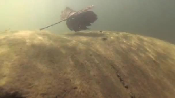 Underwater Landscape Mountain River — Stock Video