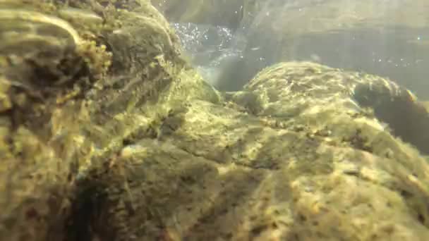 Paysage Sous Marin Une Rivière Montagne — Video