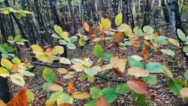 Het Bergwoud Herfst — Stockvideo