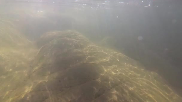 Paysage sous-marin d'une rivière de montagne 