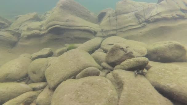 Paisaje Submarino Río Montaña — Vídeos de Stock