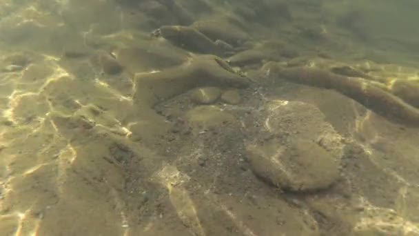 Unterwasserlandschaft Eines Gebirgsflusses — Stockvideo