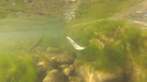 Paysage Sous Marin Une Rivière Montagne — Video