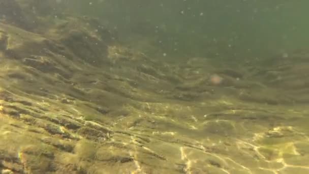 Podwodny Krajobraz Górskiej Rzeki — Wideo stockowe