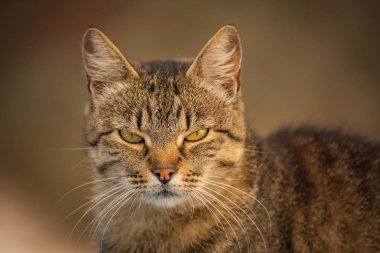 izlerken bir kedi portresi