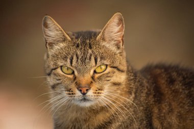 izlerken bir kedi portresi