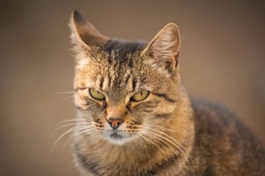 izlerken bir kedi portresi