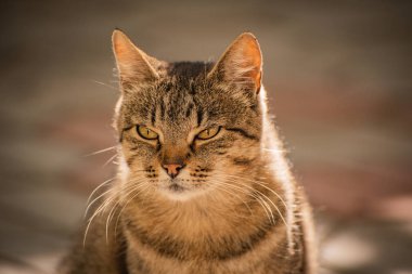 izlerken bir kedi portresi