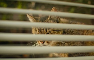 izlerken bir kedi portresi