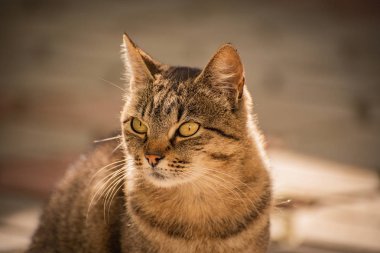 izlerken bir kedi portresi