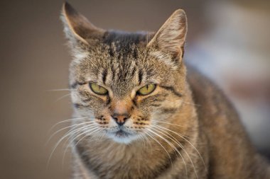 izlerken bir kedi portresi