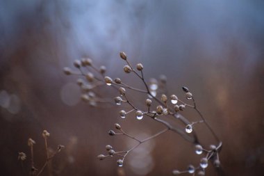 Sonbaharda dağ ormanında