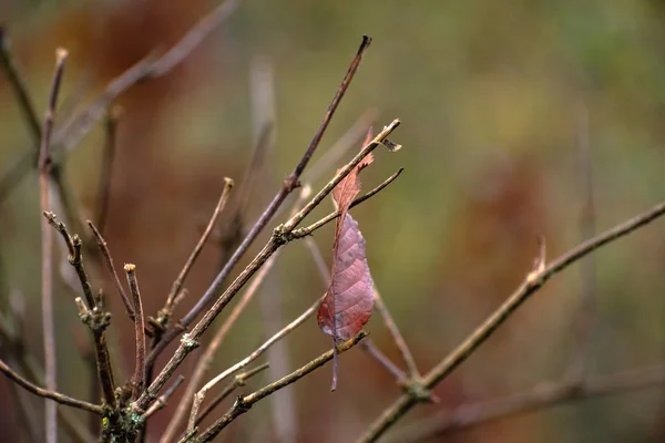 Bergwald Herbst — Stockfoto