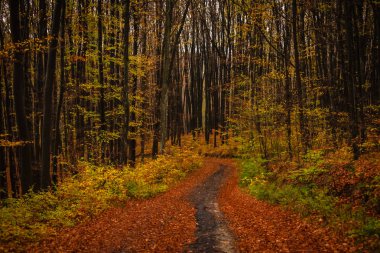 Sonbaharda dağ ormanında