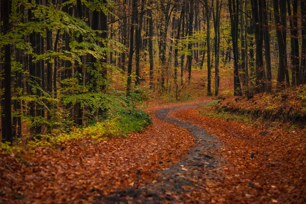 Sonbaharda Dağ Ormanında — Stok fotoğraf