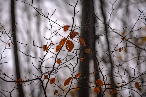 Het Bergwoud Herfst — Stockfoto