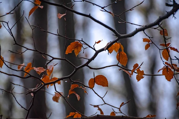 Горном Лесу Осенью — стоковое фото