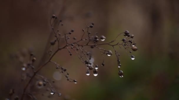 秋天森林里的植物 — 图库视频影像