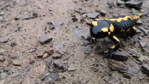 Salamandra Variegada Natureza — Vídeo de Stock