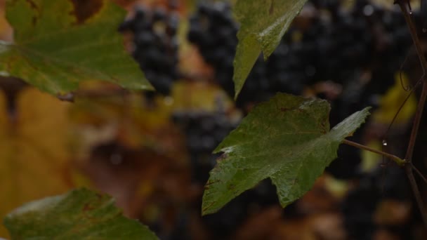 Ramo Uvas Bajo Lluvia — Vídeo de stock