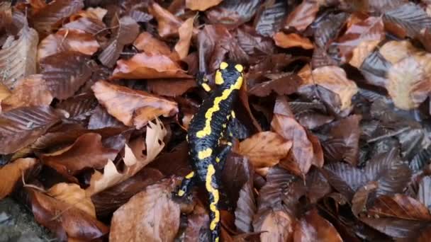Salamandra Variada Naturaleza — Vídeo de stock