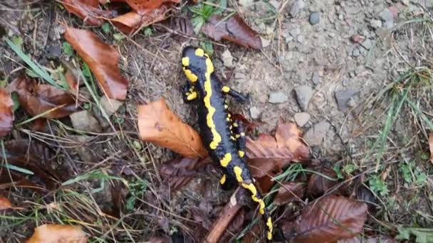 Salamandre Panachée Dans Nature — Video