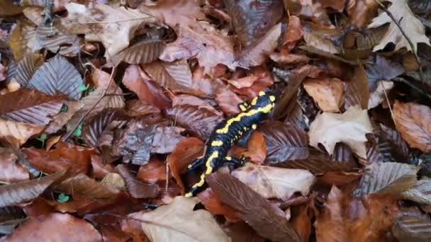 Salamandra Variada Naturaleza — Vídeo de stock