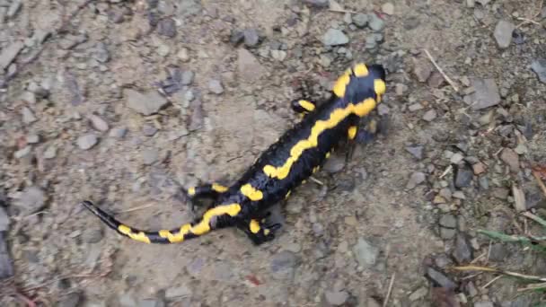 Variegated Salamander Nature — Stock Video