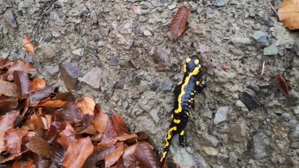 Salamandre Panachée Dans Nature — Video