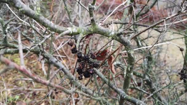 Flora Herbstlichen Wald — Stockvideo