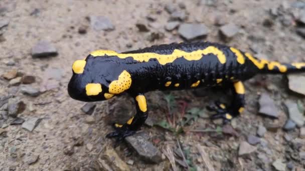 Variegated Salamander Nature — Stock Video