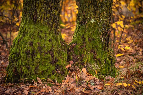 Paisagem Chamada Árvores Fidelidade — Fotografia de Stock