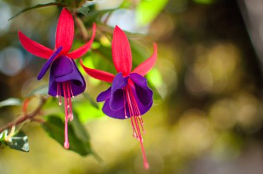 Mor etek denilen natürmort 