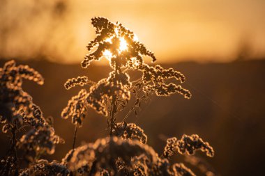 Sonbahar bitkisinin parlak temsilcileri