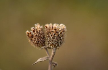 Sonbahar bitkisinin parlak temsilcileri