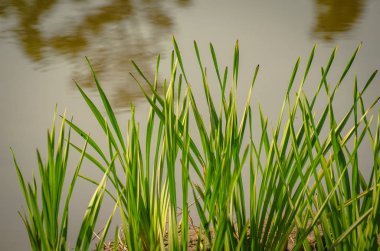 Sonbahar bitkisinin parlak temsilcileri