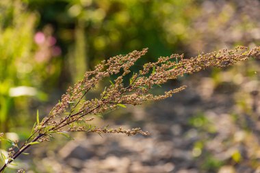 Sonbahar bitkisinin parlak temsilcileri