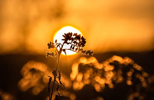 秋の植物の明るい代表 — ストック写真