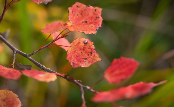Representantes Brilhantes Flora Outono — Fotografia de Stock