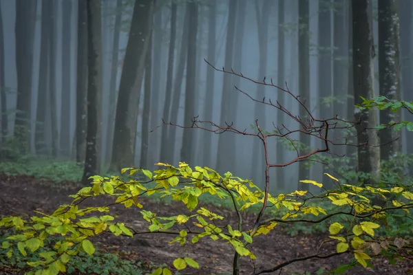 Fjällskogen Hösten — Stockfoto