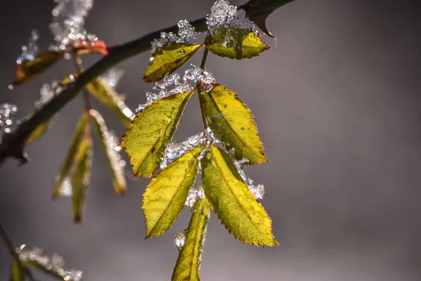 Paysage Hivernal Avec Arbres — Photo