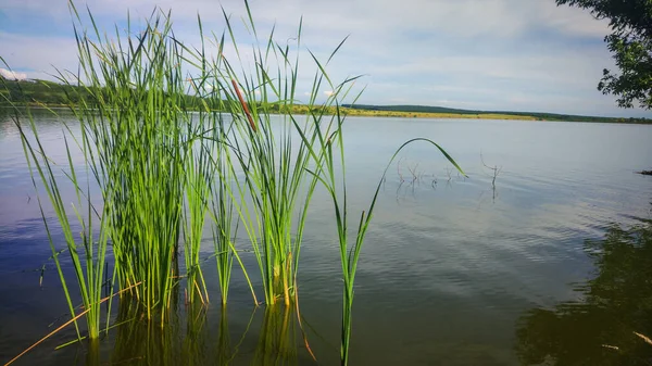 Summer Lake Transcarpathia — Stock Photo, Image