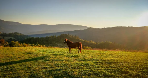 Horses Autumn Mountains — Stock Photo, Image