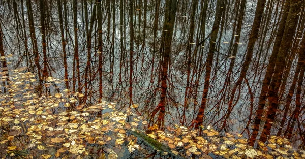 Bergwald Herbst — Stockfoto