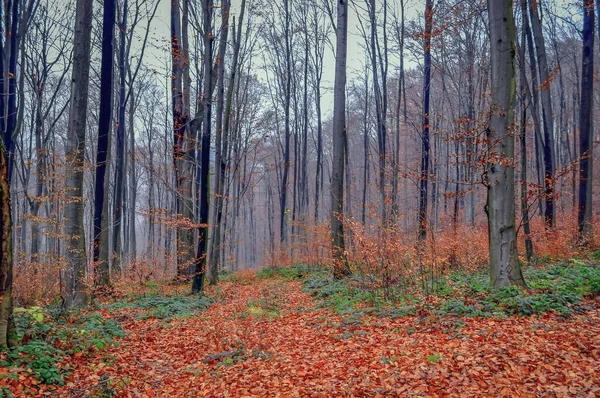 Sonbaharda Dağ Ormanında — Stok fotoğraf