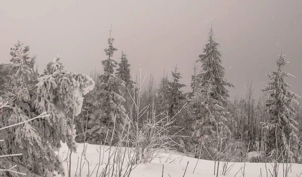 Invierno Los Cárpatos — Foto de Stock