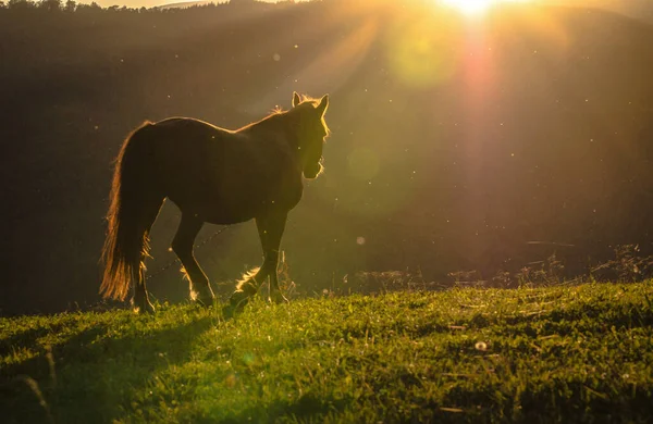 秋天群山中的马 — 图库照片